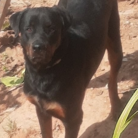 Thor Antunes Hetti Antunes