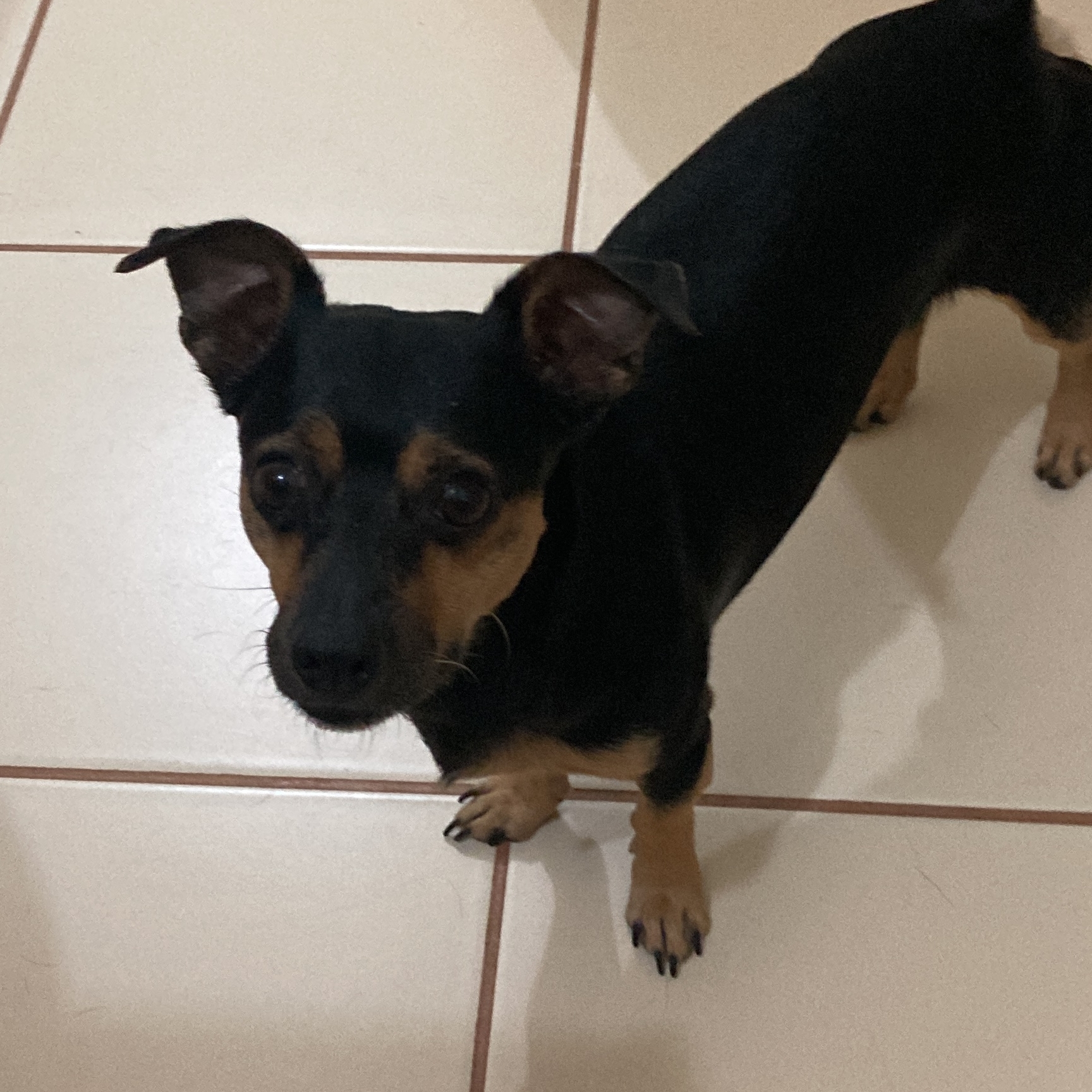 -Teddy Patrícia siqueira Reis 