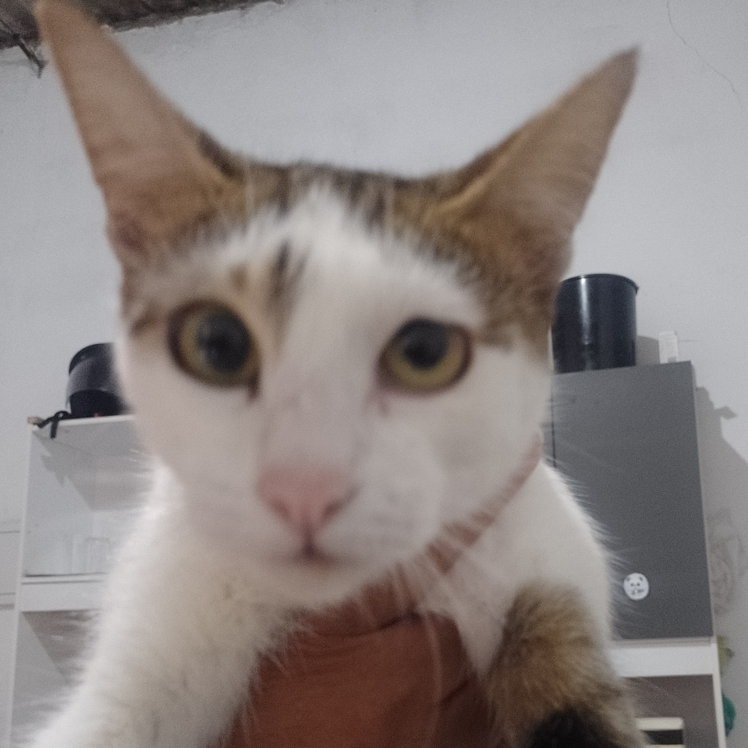 pipoca Sonia Maria da Silva 