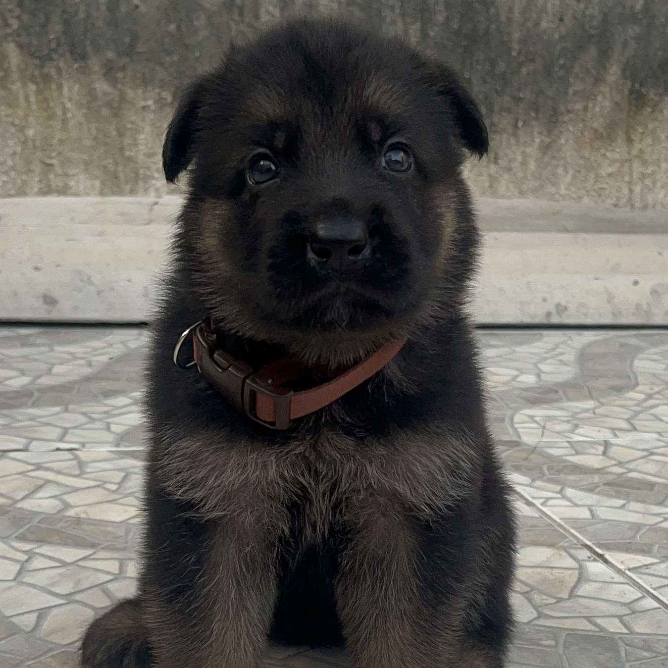 Thor- Téssio 