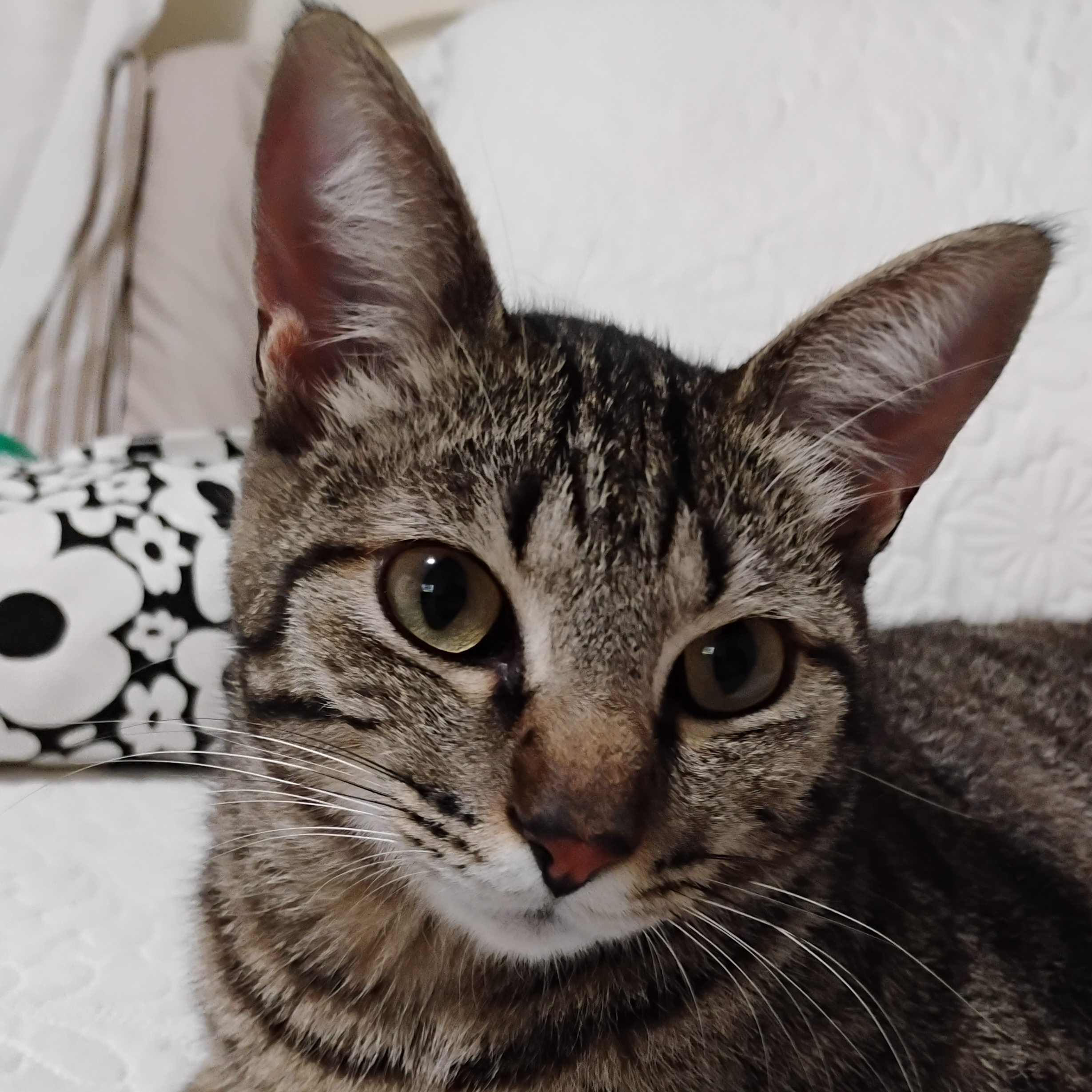 Chavo Rafael Bella