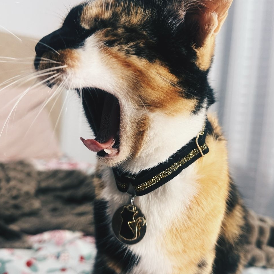 -Poppy Sofia