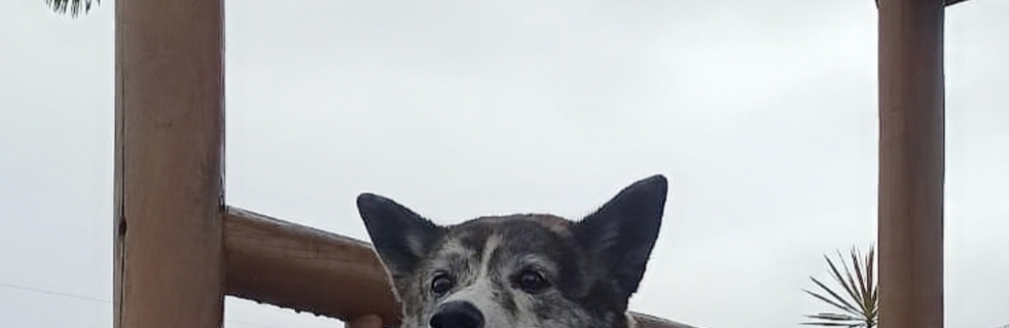LULYLuciano 