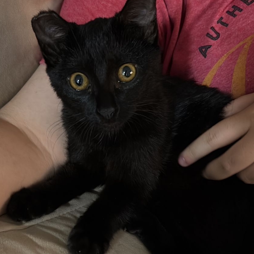 Lua Benjamim