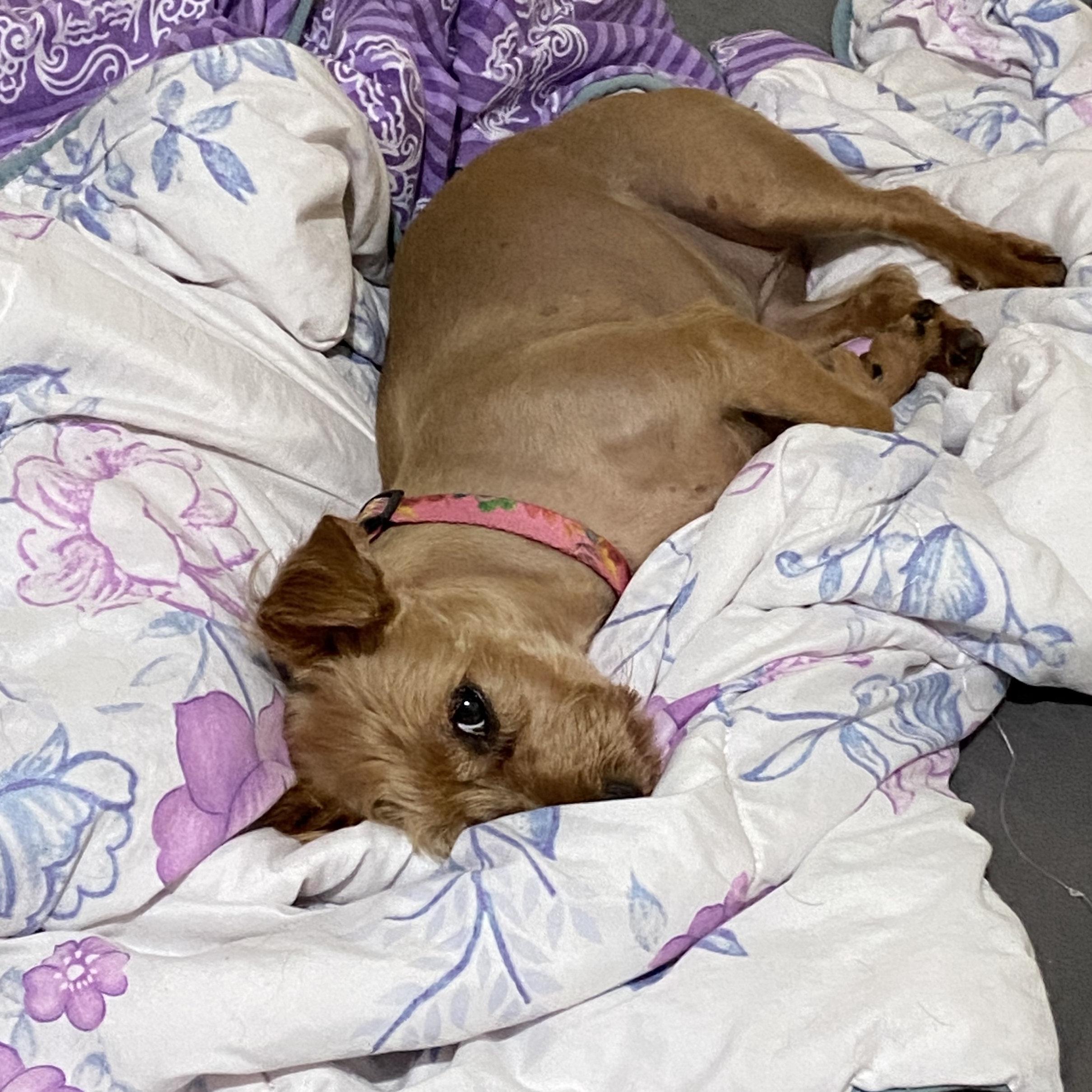 Pitanga  Paula Guida Schmitt 