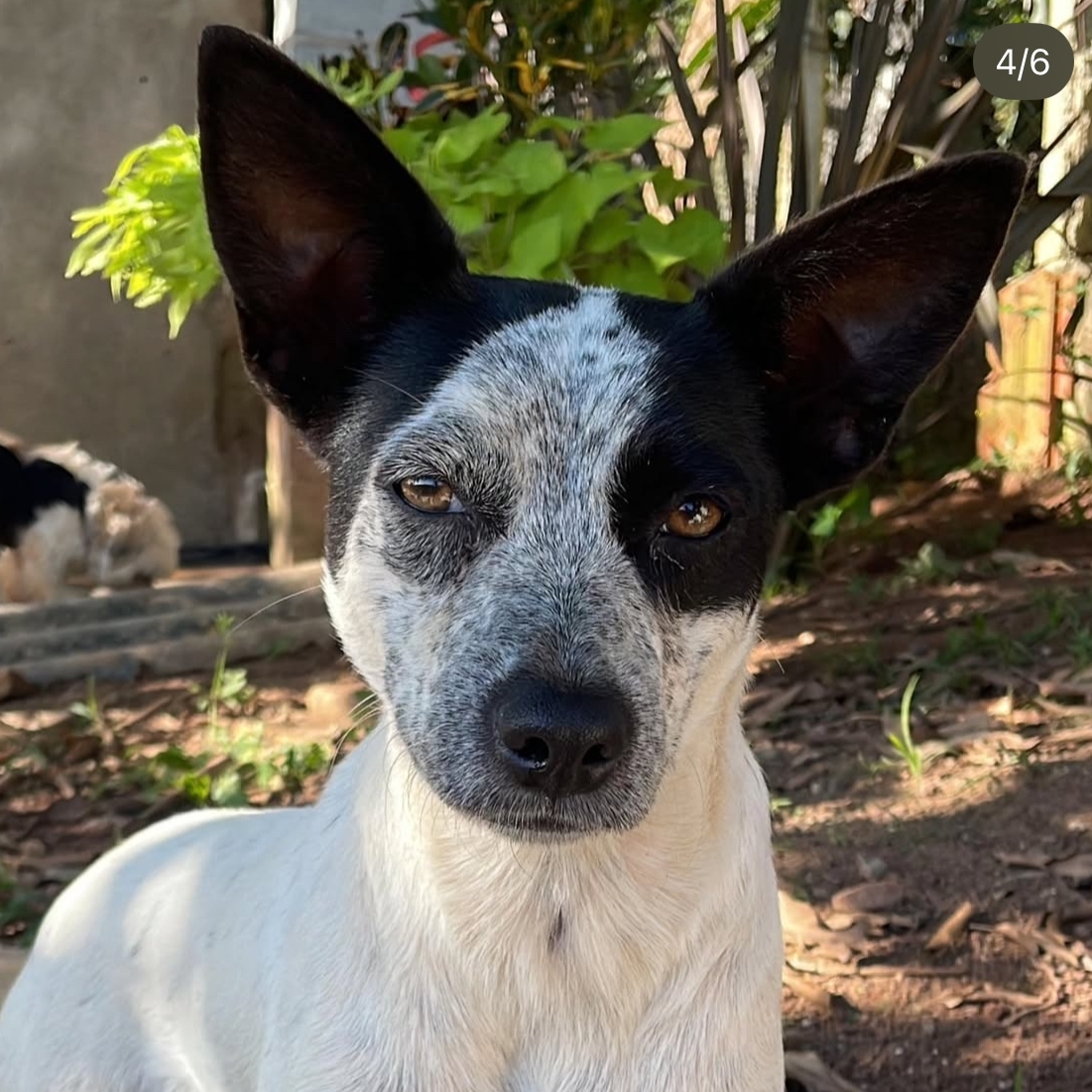 Diva Edipo dos Santos Bela
