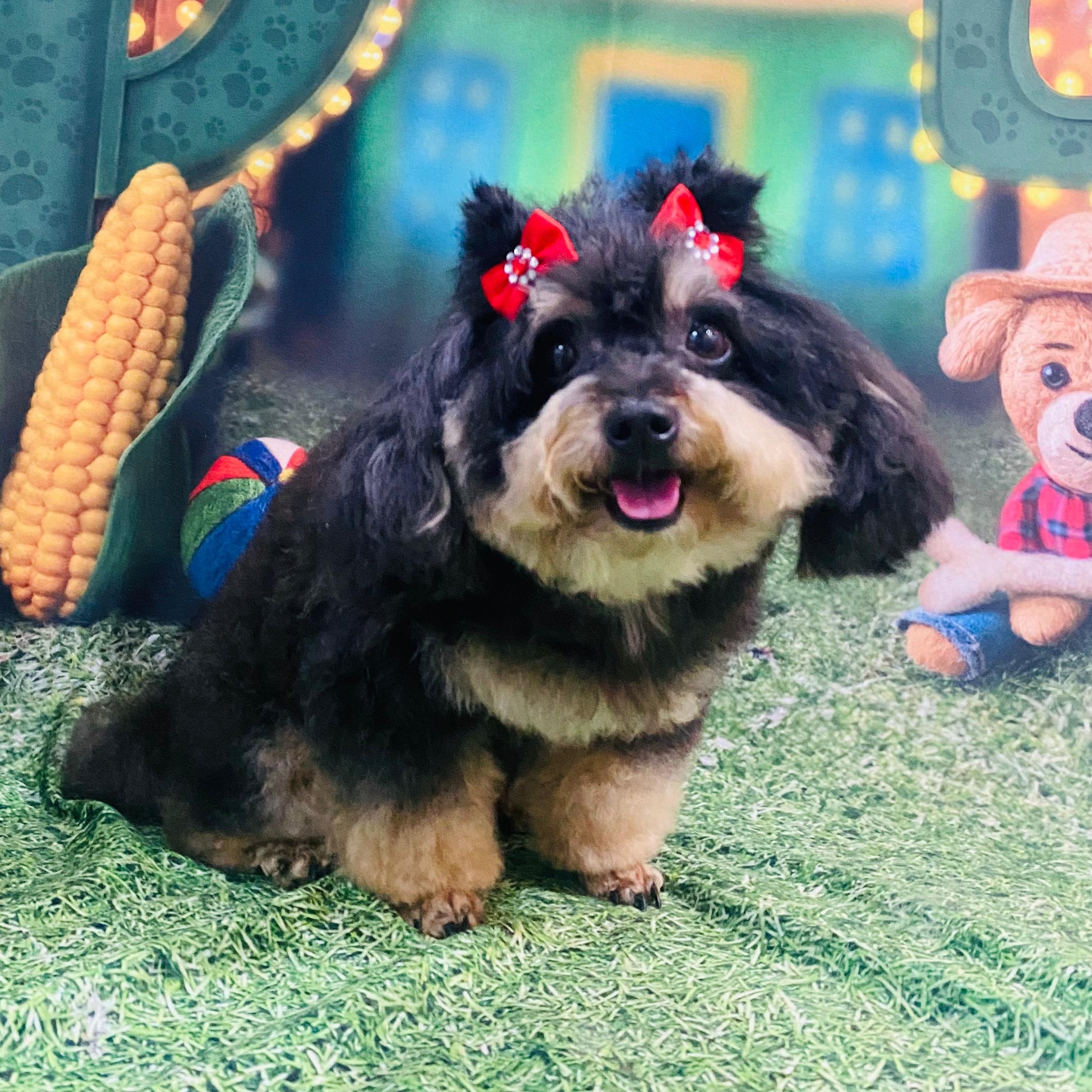 Kira Aline Pivetta