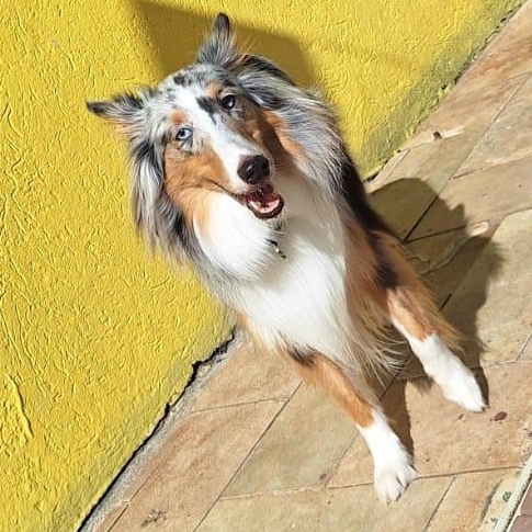 Bluey  Kleber