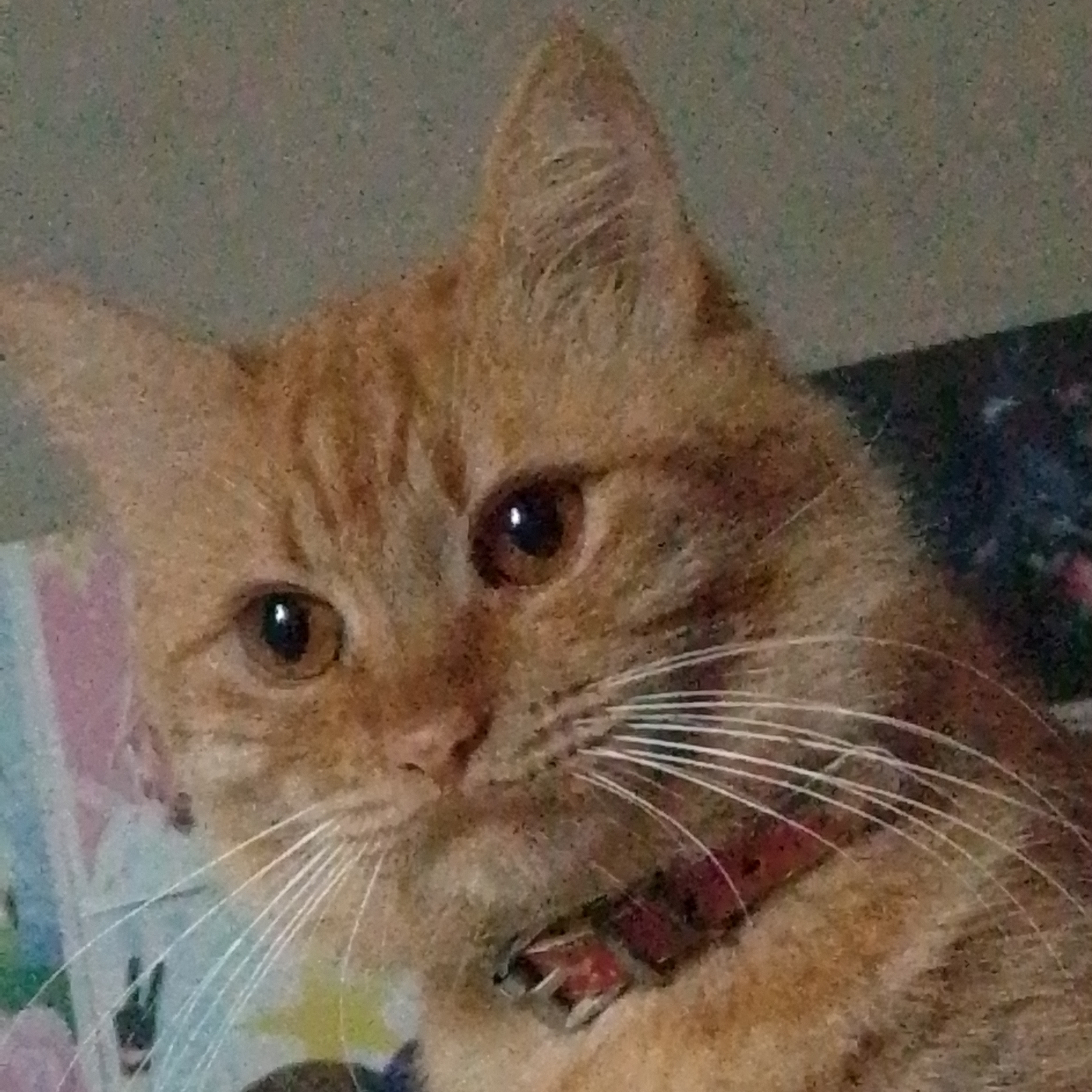 Simba Harumi