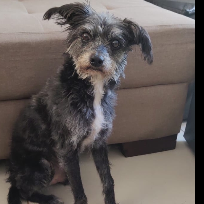 Bigode Talita Parra 