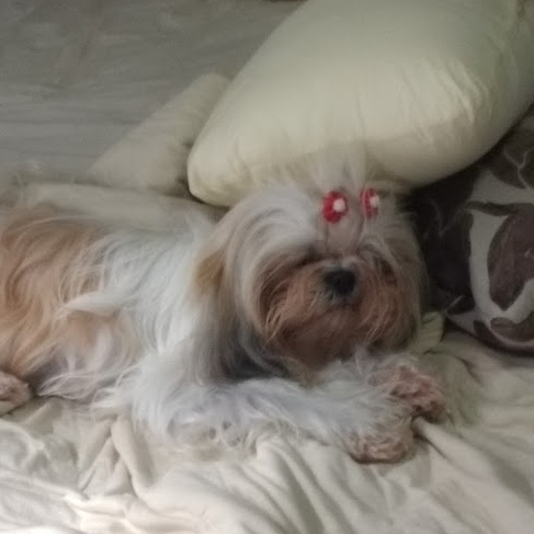 -Cacau Lilian Bezerra de Souza Dal Pizzol 