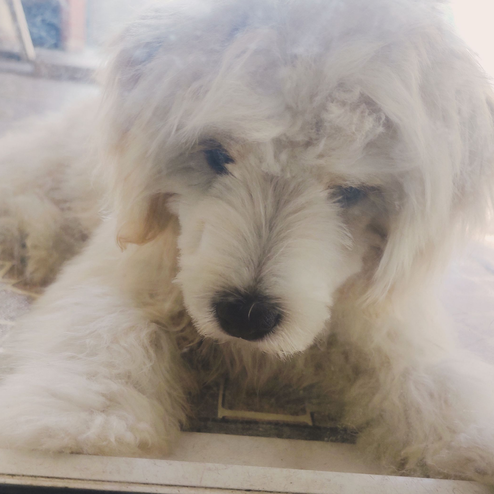 Simba Julia vitória 