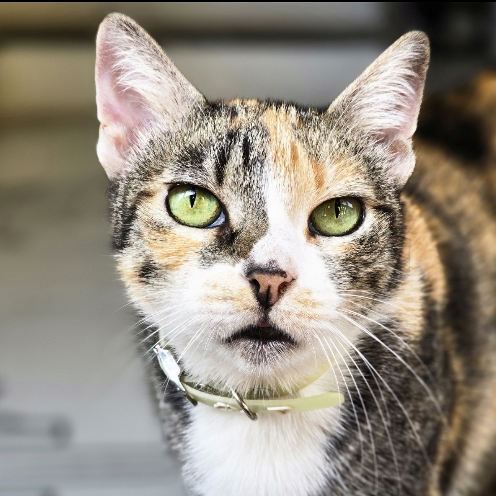 DORY CAT Oscarleana Oliveira 