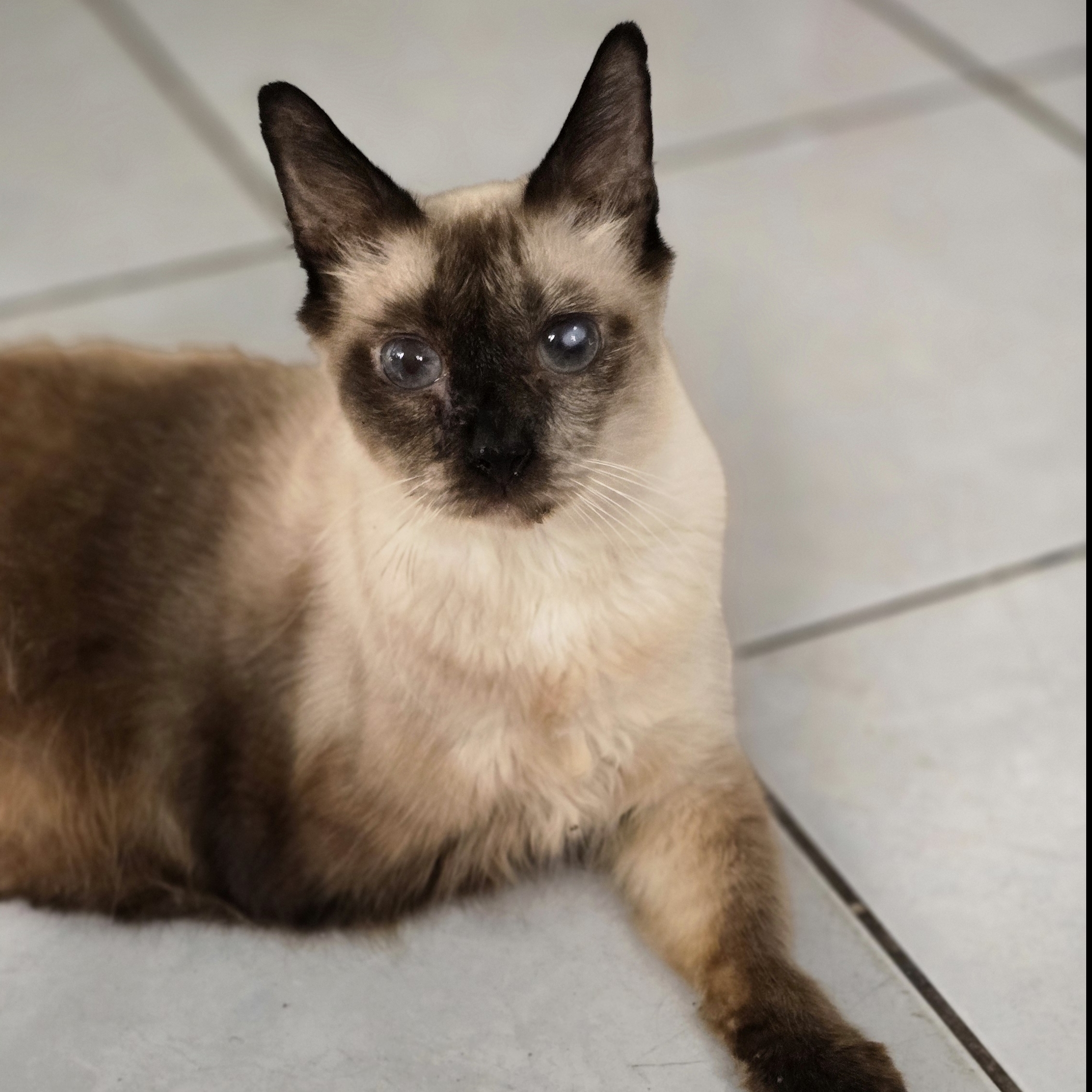 ROCKET CAT Oscarleana Oliveira 