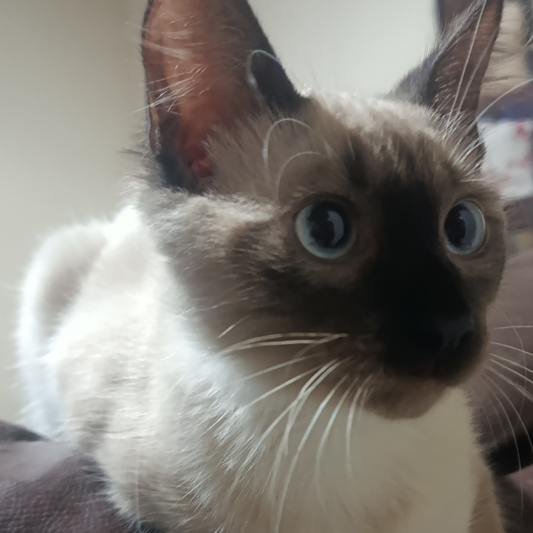 Paçoca Jeniffer de Miranda Almeida 