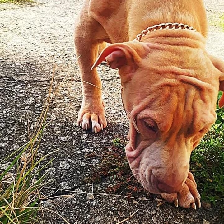 Scunk Junior