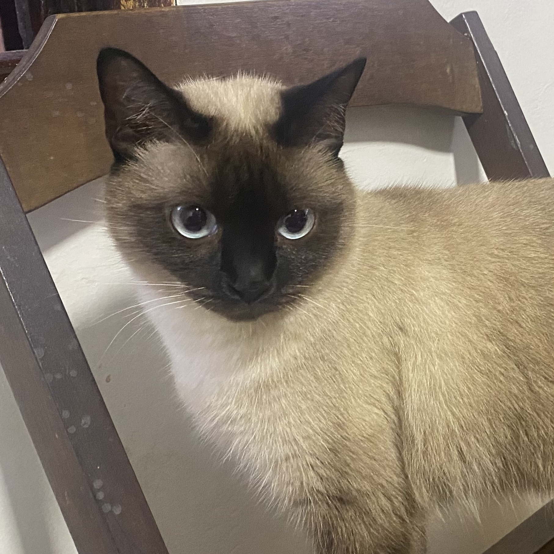 Labibi Caio Cesar
