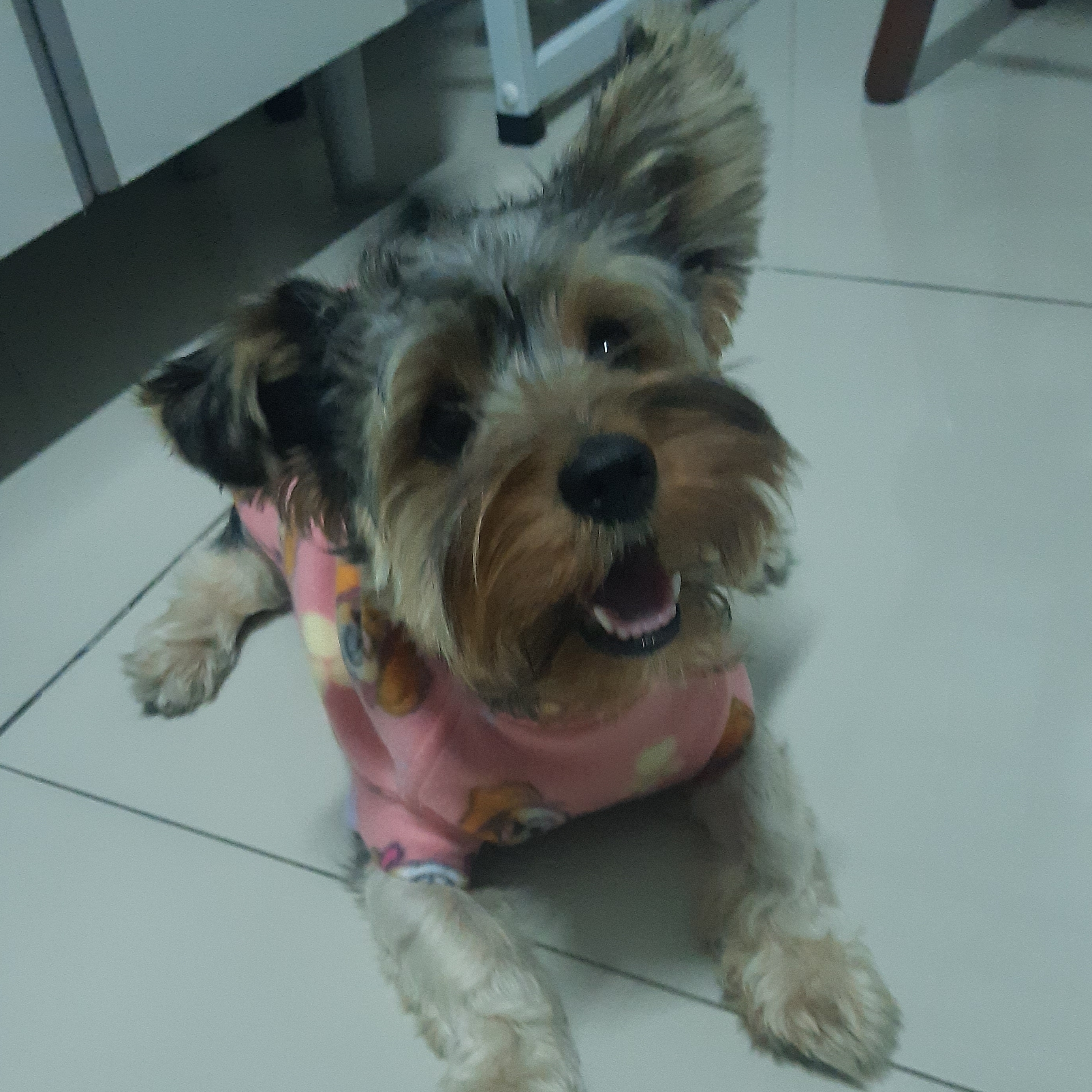 Canela Leticia Azevedo 