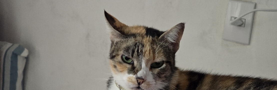 DORY CATOscarleana Oliveira 