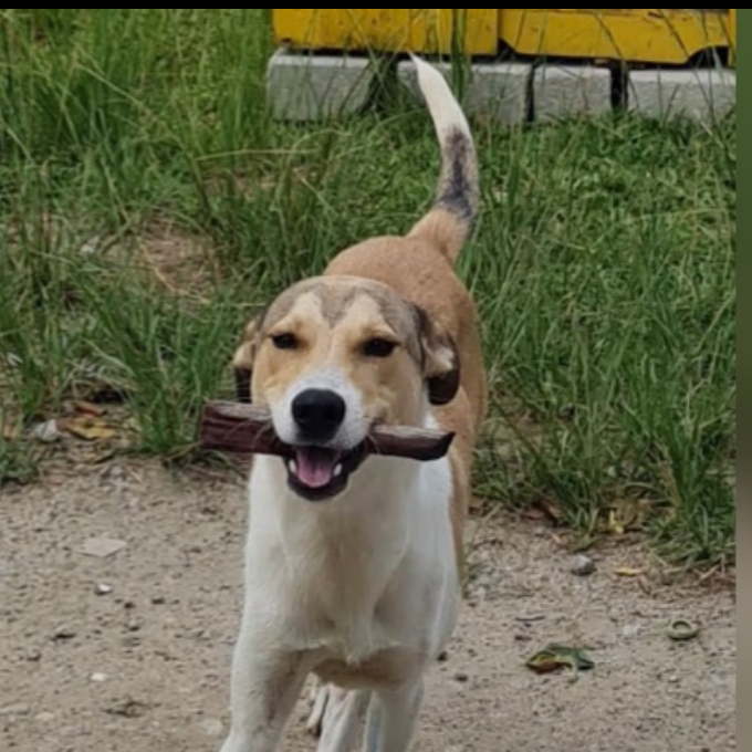 Gaspar (cão comunitário) Flavio