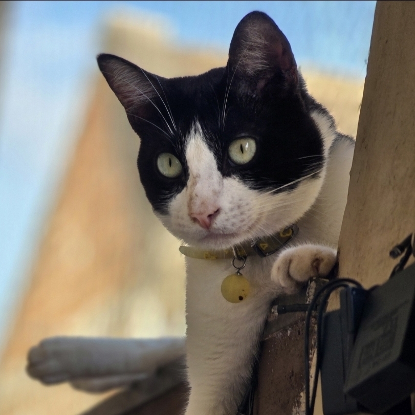 NUTELLA RAIZ CAT Oscarleana Oliveira 