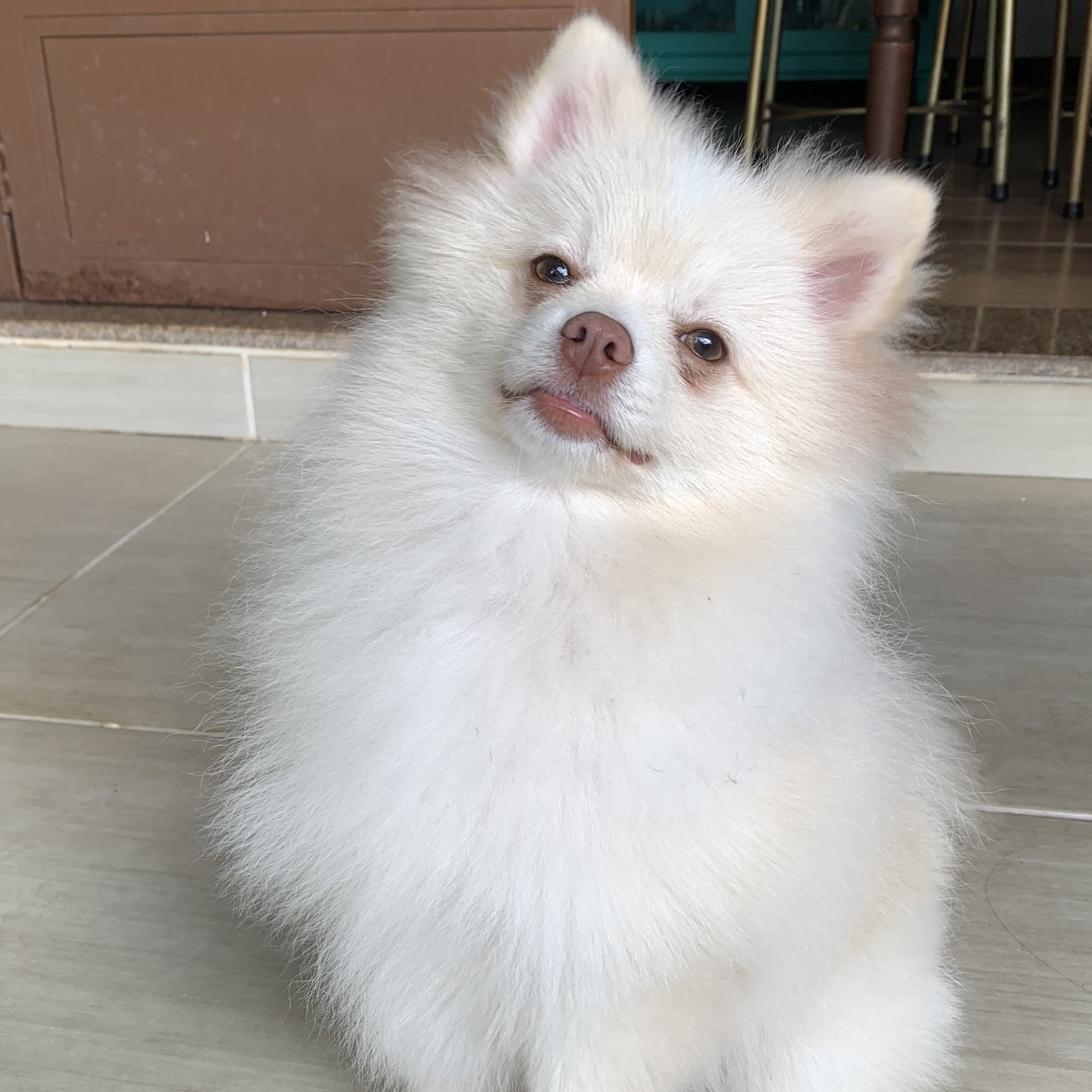 Chico Marilu 