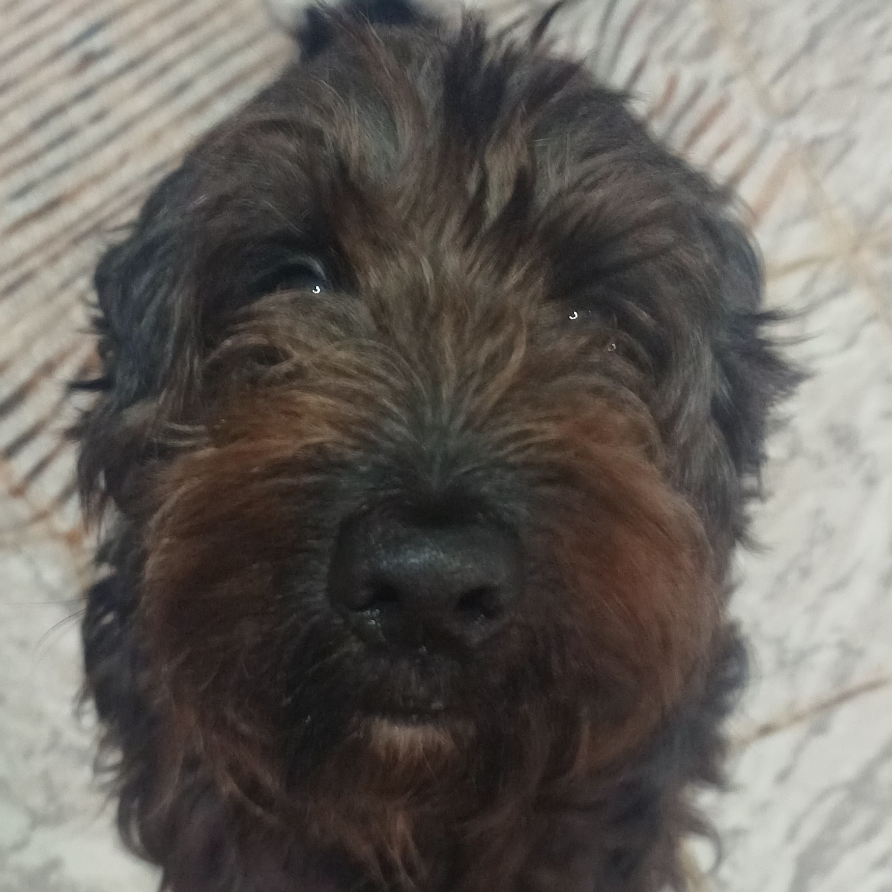 Frederico - Fred Maria Eduarda e Noemi Soares 