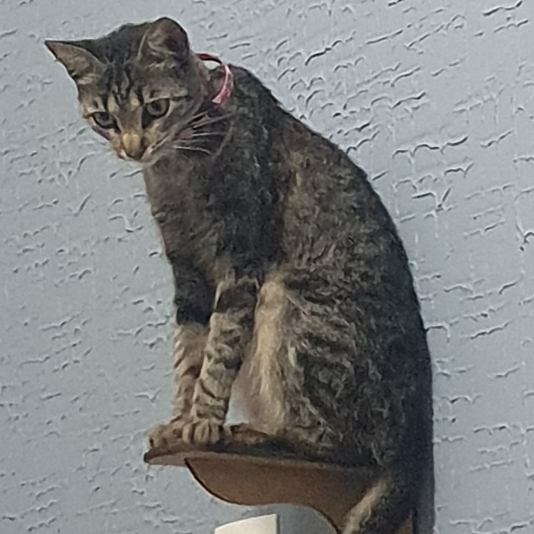 Kira Thatiana Faioli
