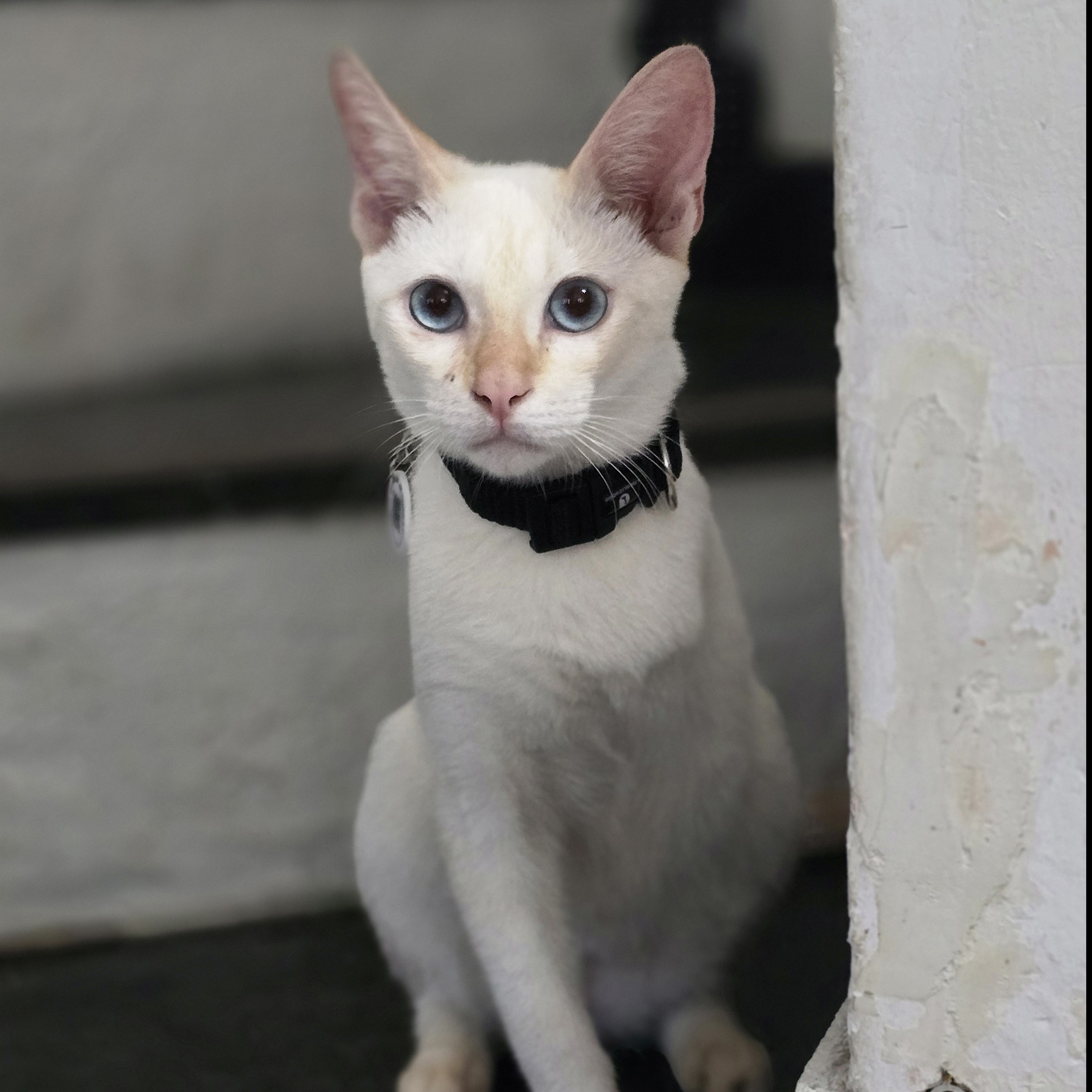 ANAKIN PP CAT Oscarleana Oliveira 