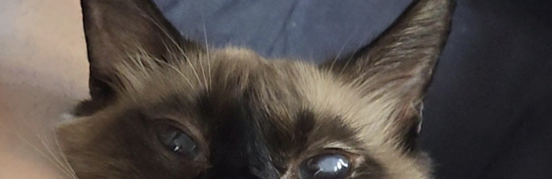 ROCKET CATOscarleana Oliveira 
