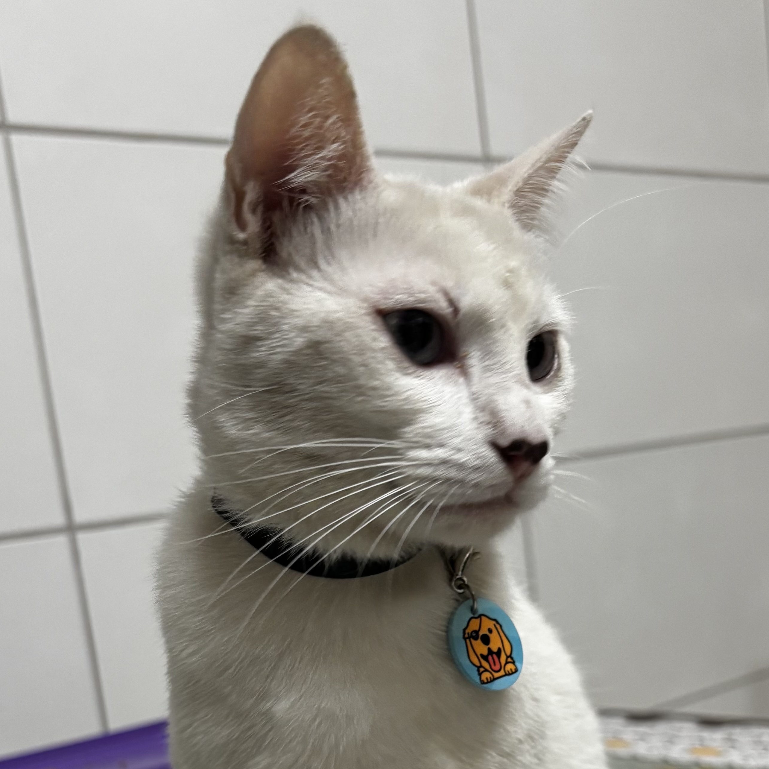 Nala Caio