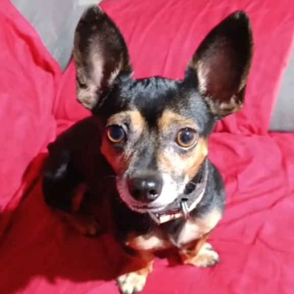 Chico Liobino josé