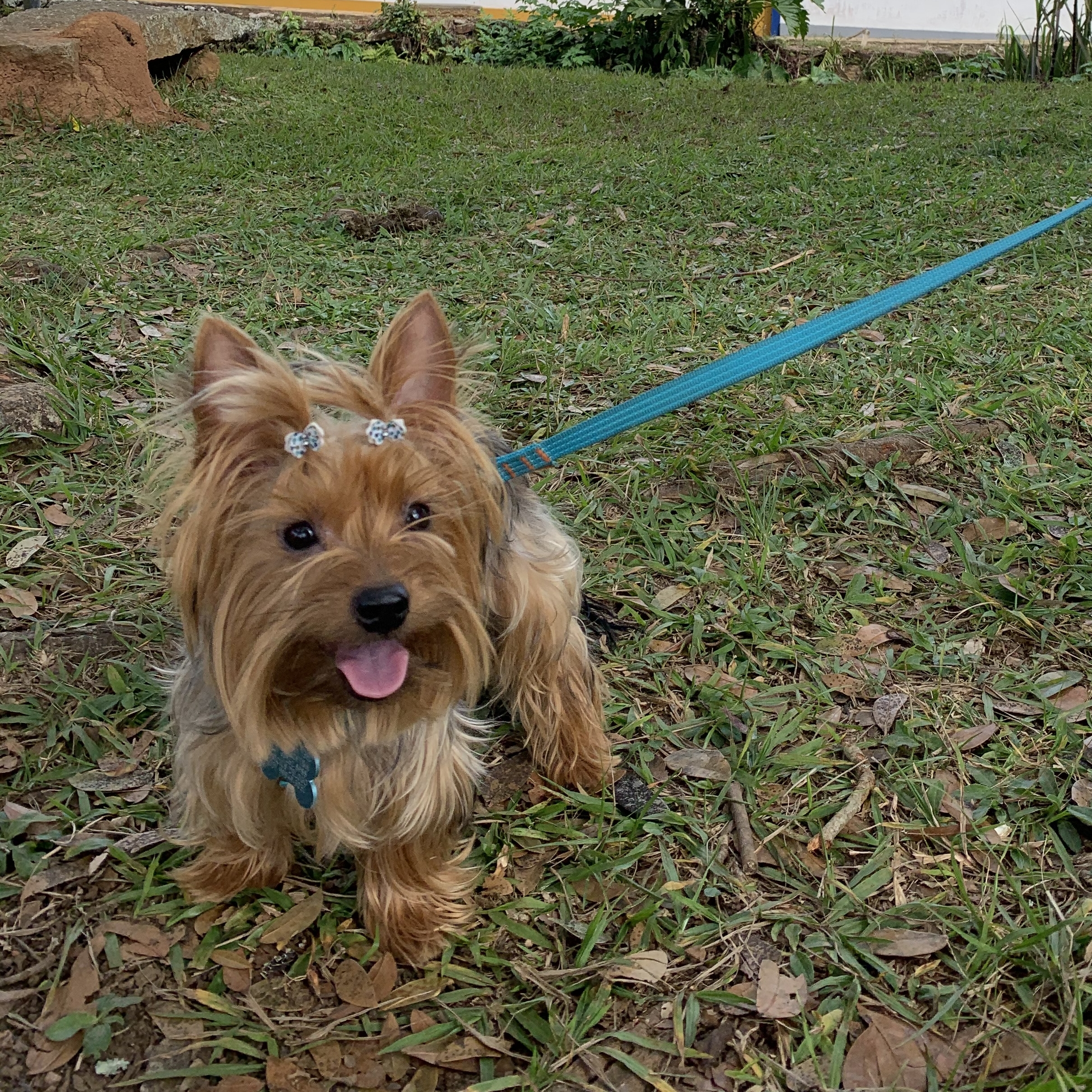 -Scooby Maria Eduarda Pereira Lima 