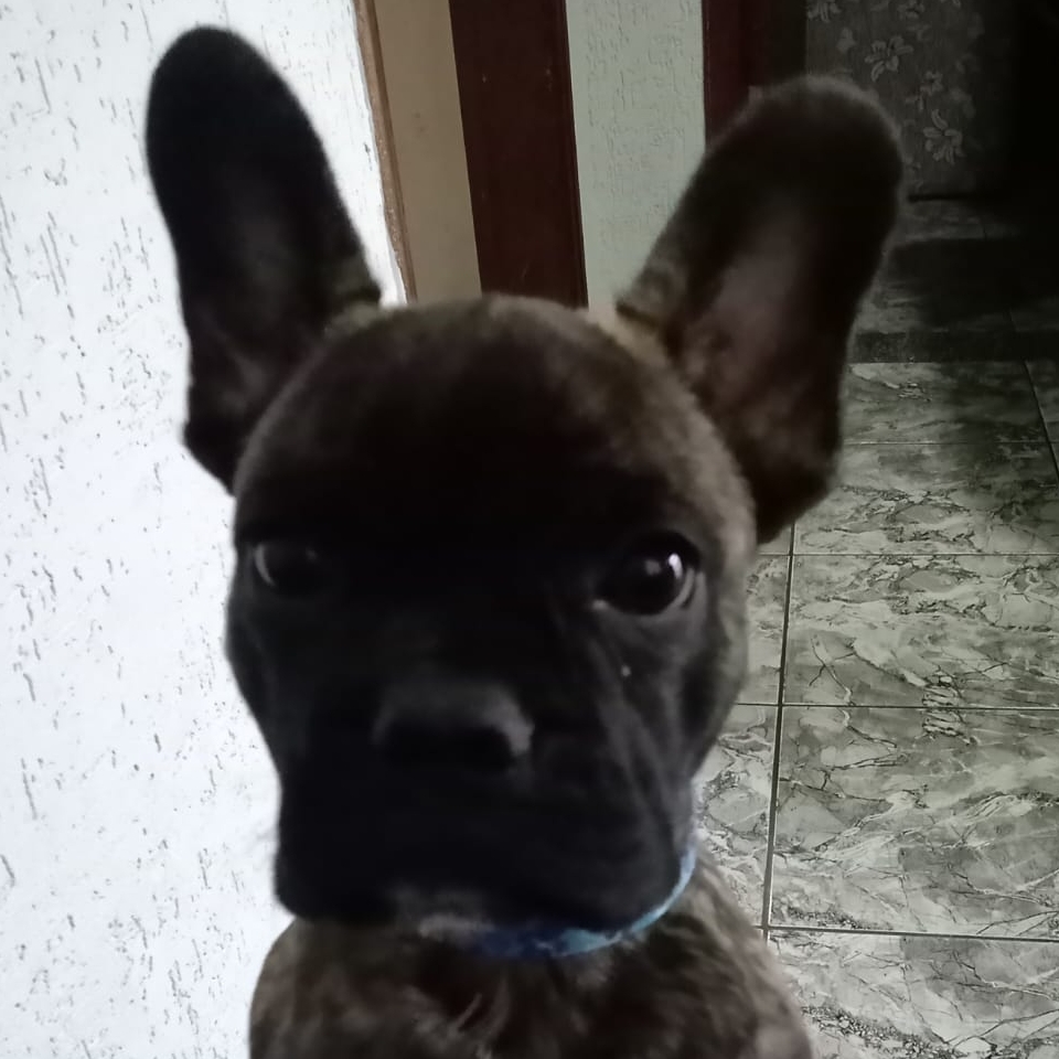 THOR  Adriana 