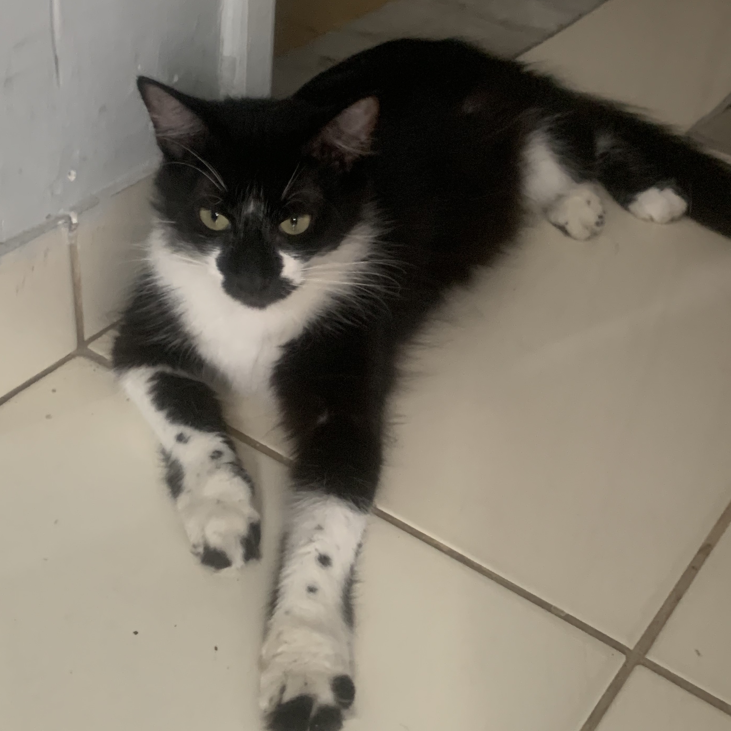 Frederico/Fred Tainah
