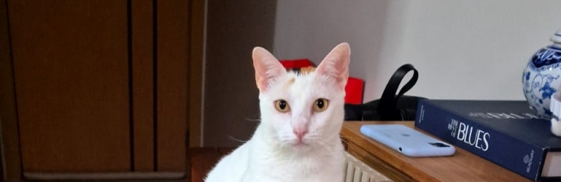 MelGigi