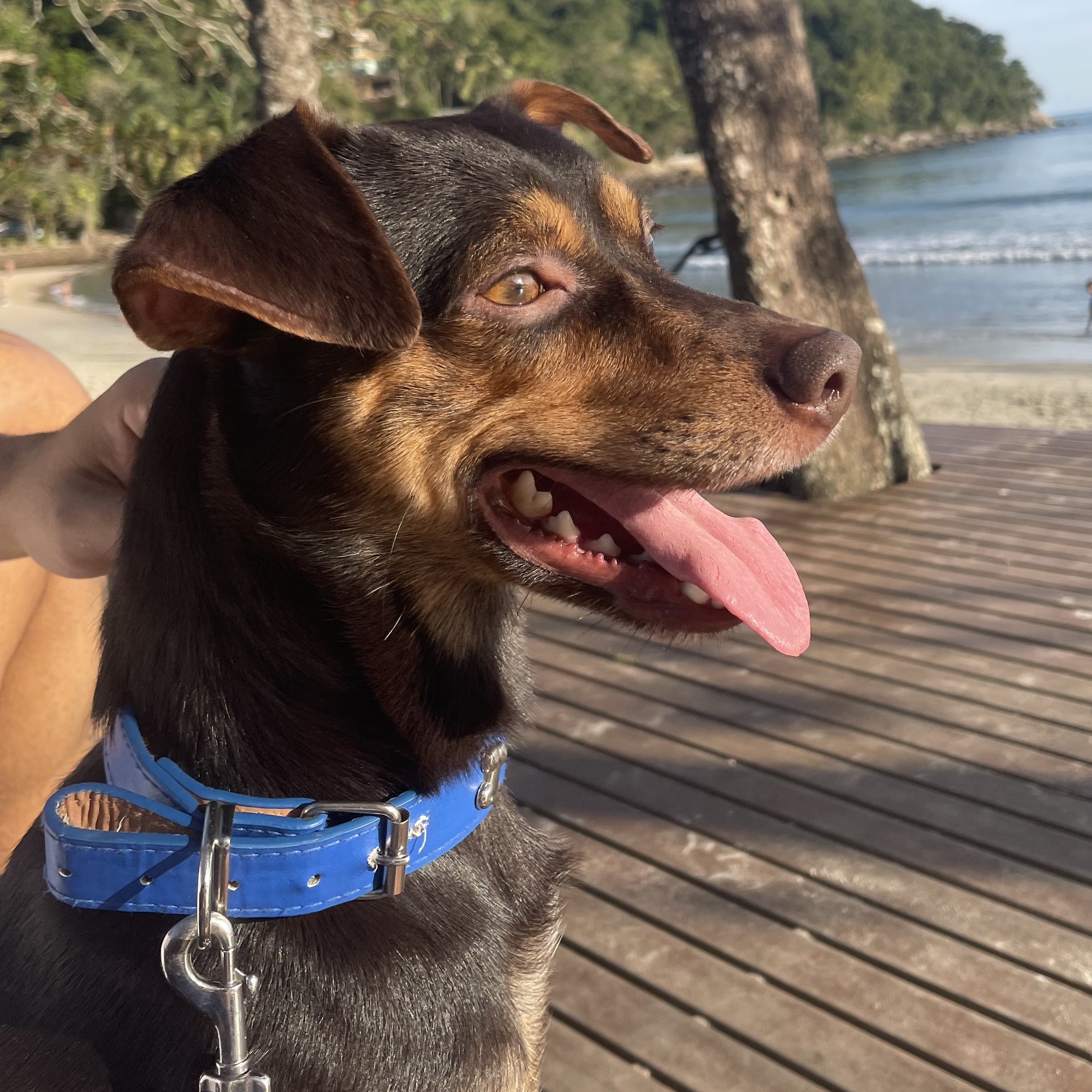 Bolinha  Thaís santos /davi caetano