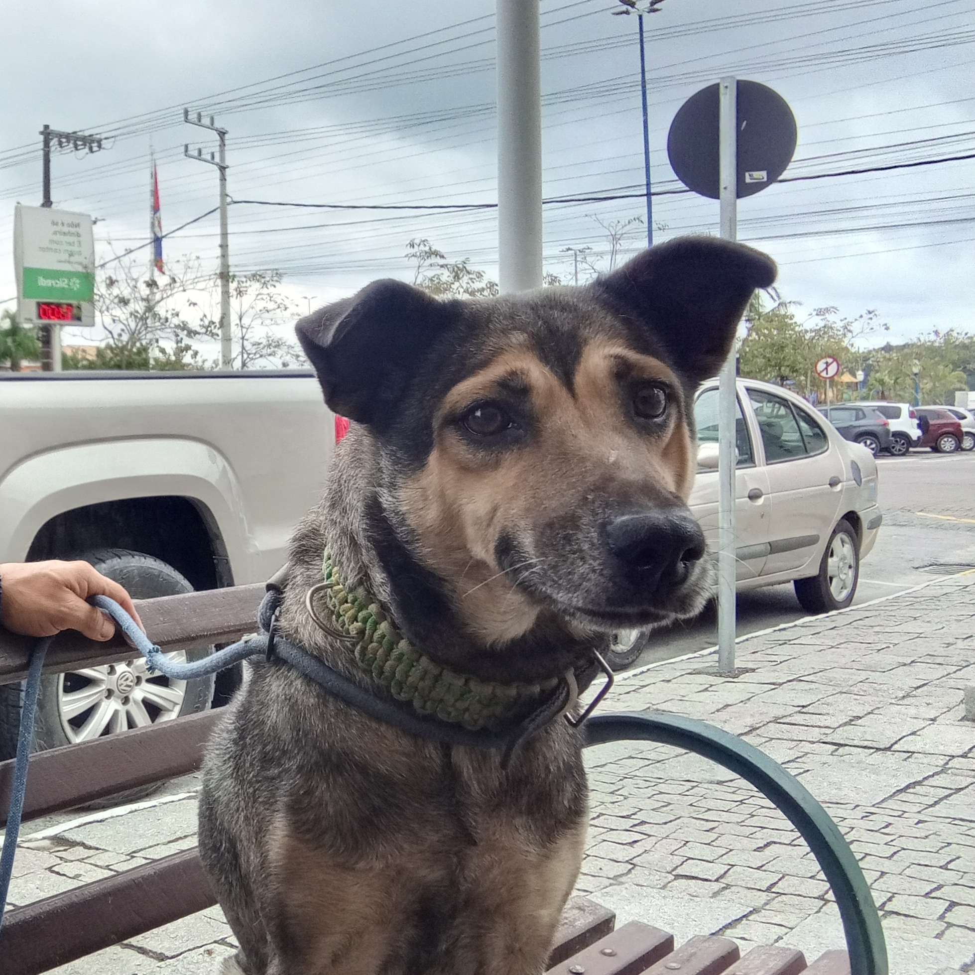 ATHENA-cão comunitário  Cão comunitário bombeiros Porto Belo
