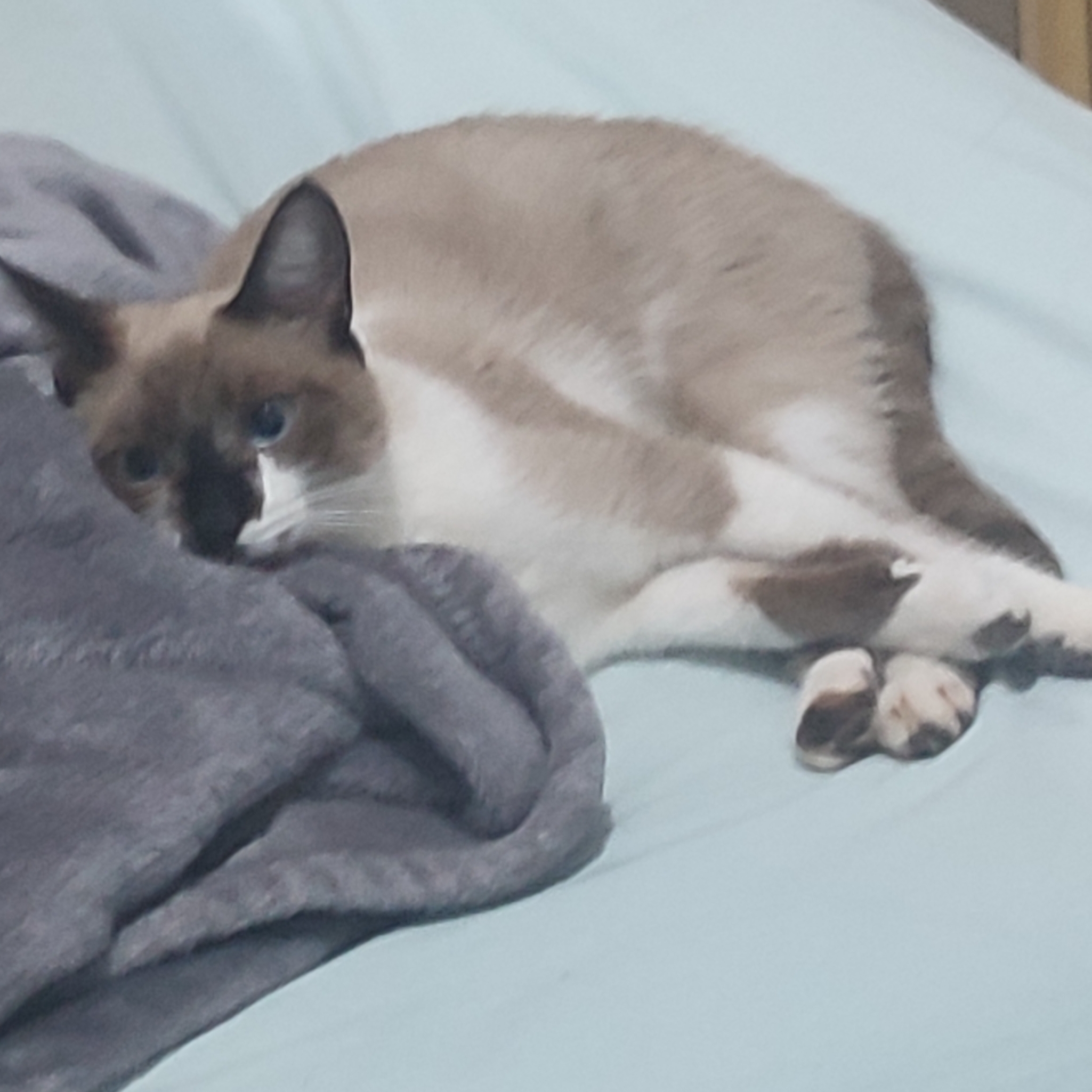 Alune Hugo 