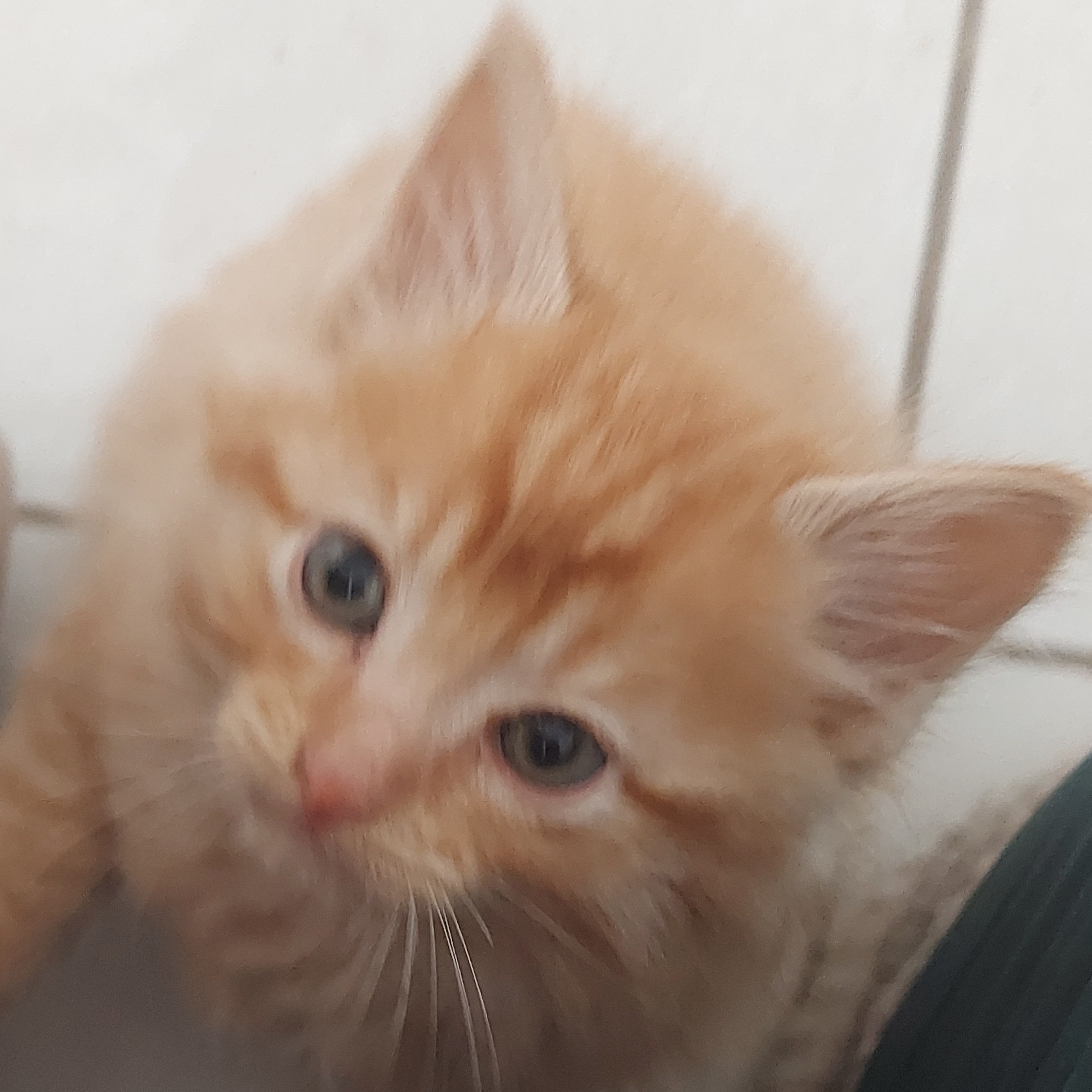 -Bento Tayná Flávia 