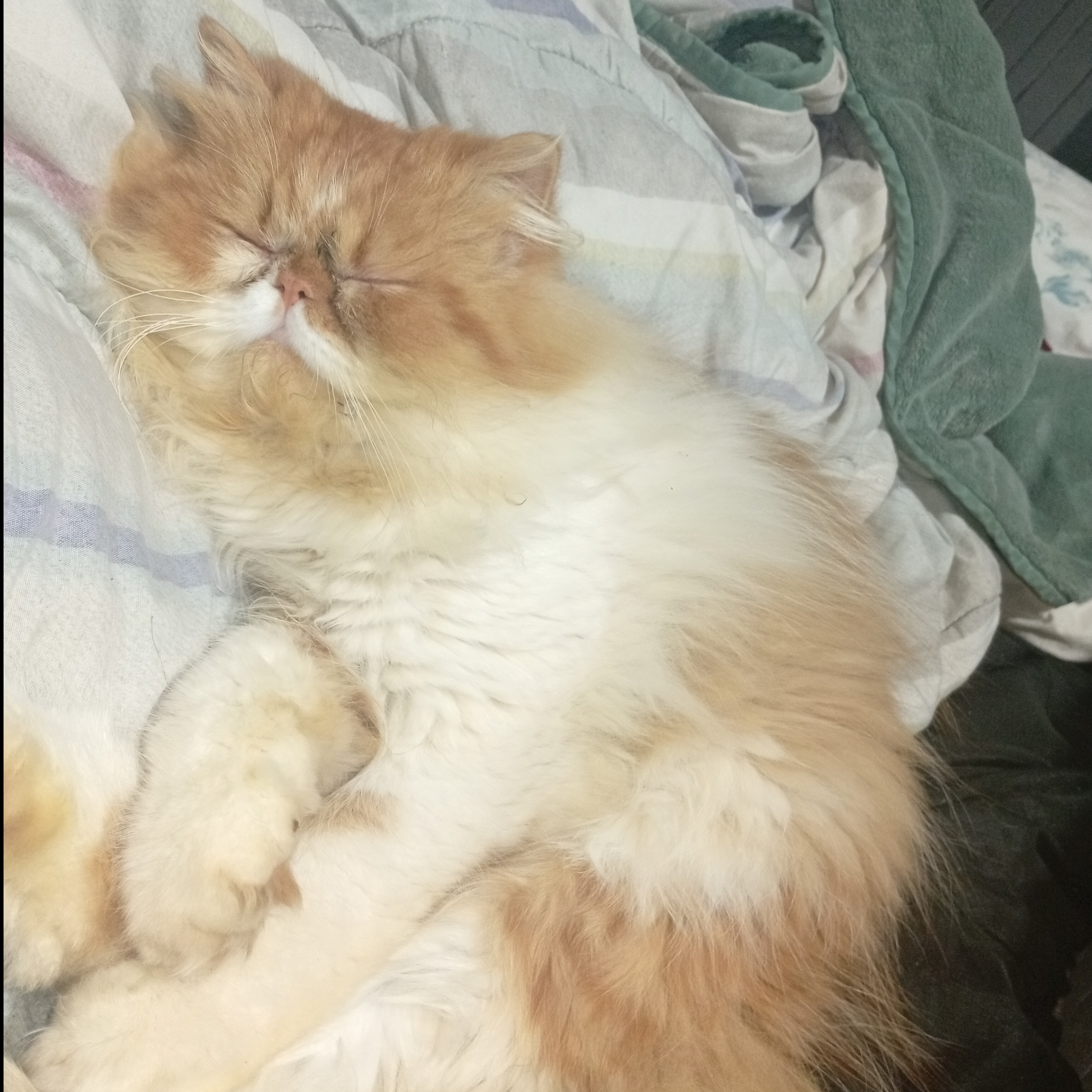 Garfield Jadieli