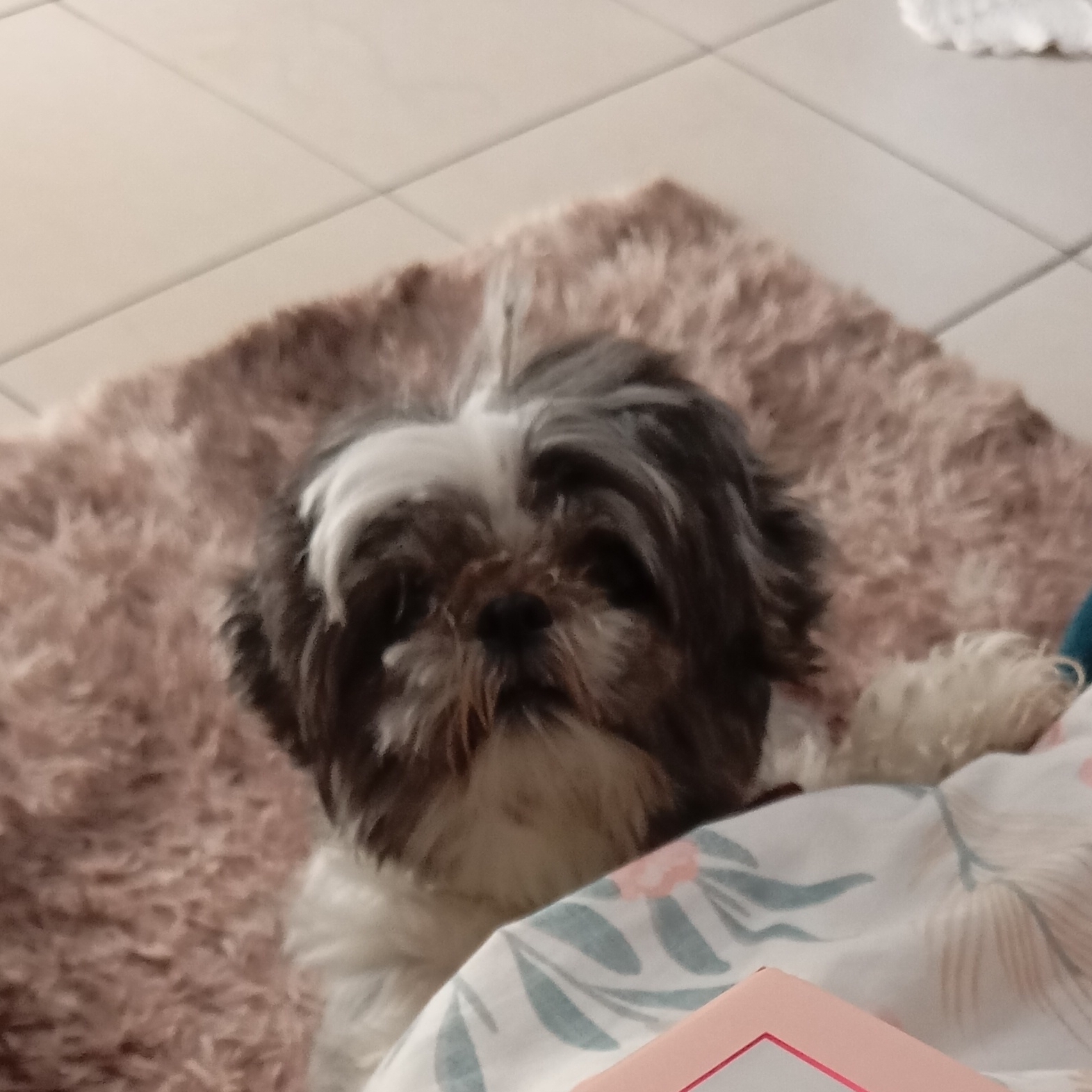 MIA Pâmela 