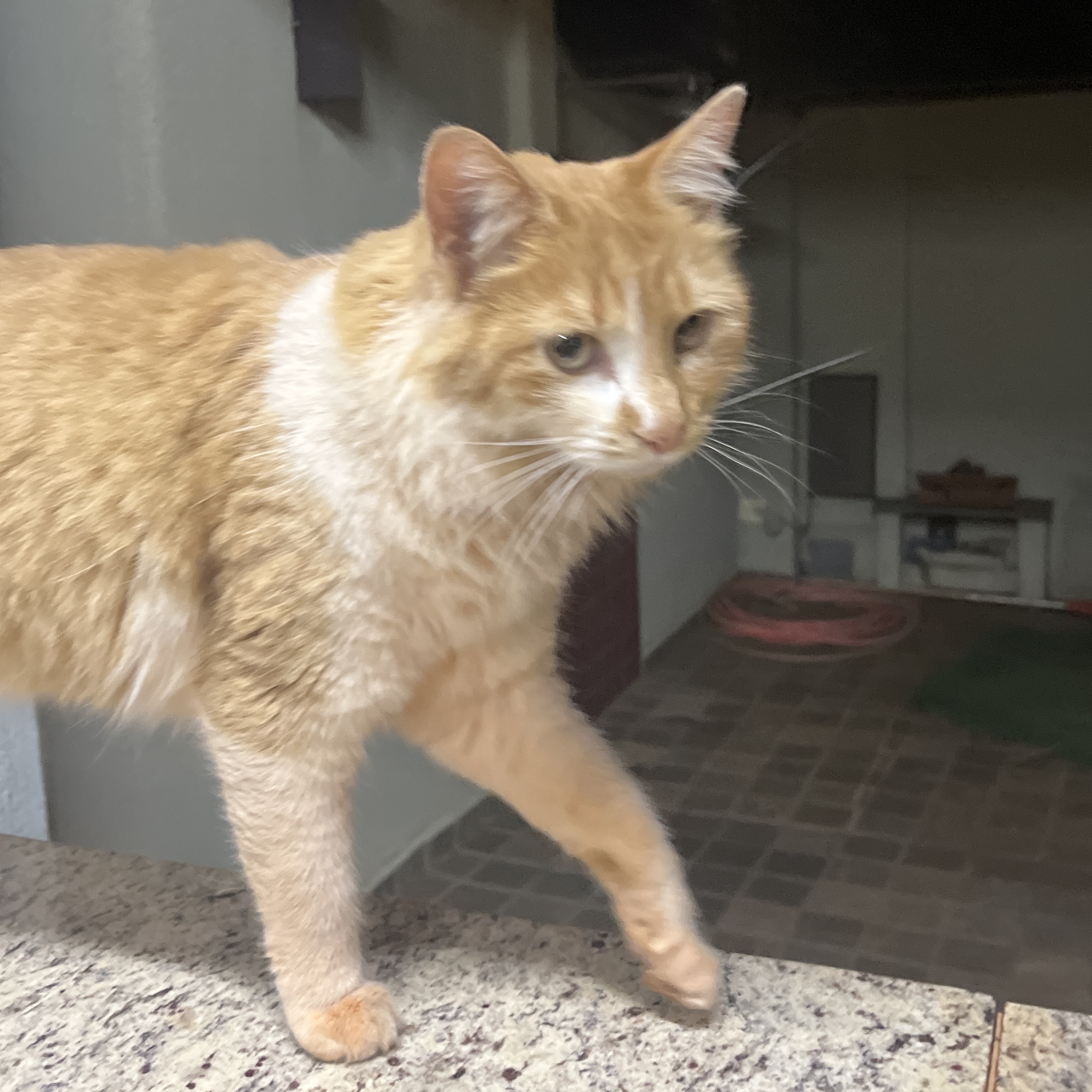 Teco Rafael Andreolli