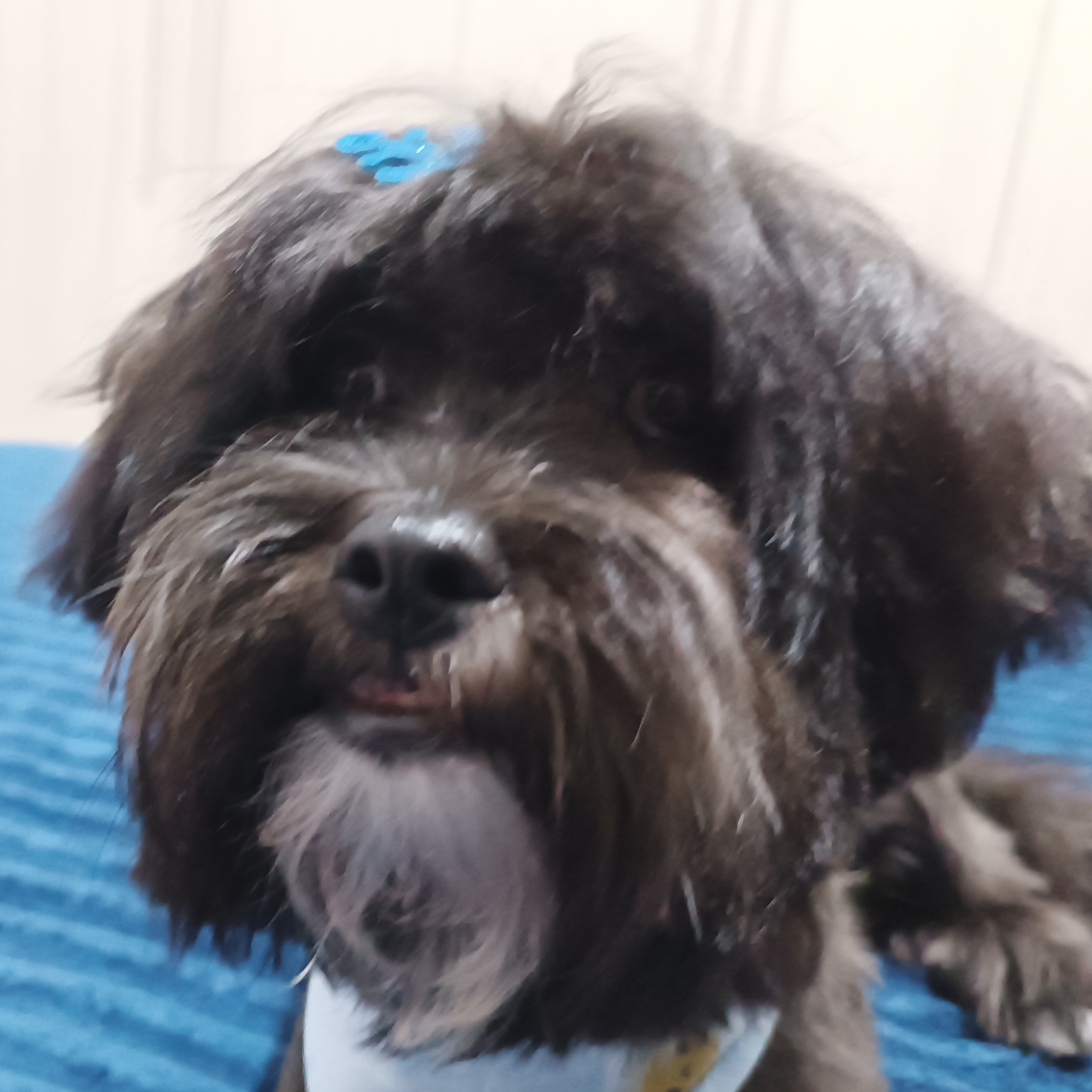 Brownie Camila/Wilson