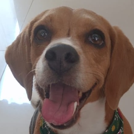 Paçoca  Talita Parra 