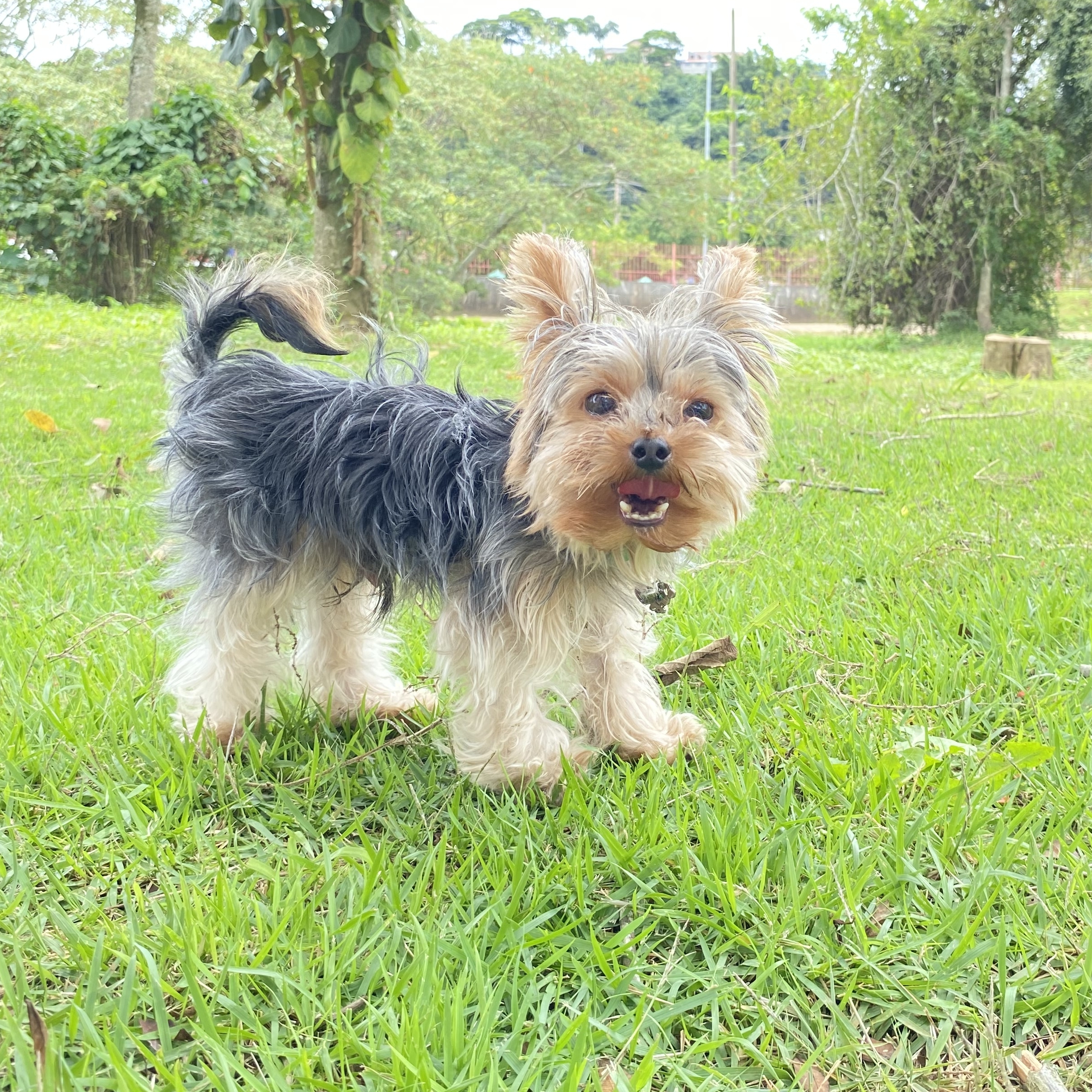 PITOCO Leticia Rodrigues