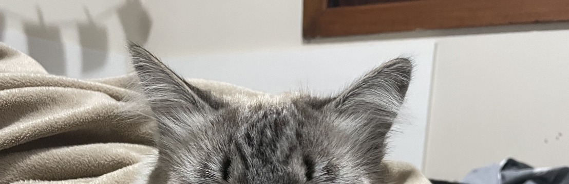 Artemis Kichel Stuani CapelinGeorgia Stuani