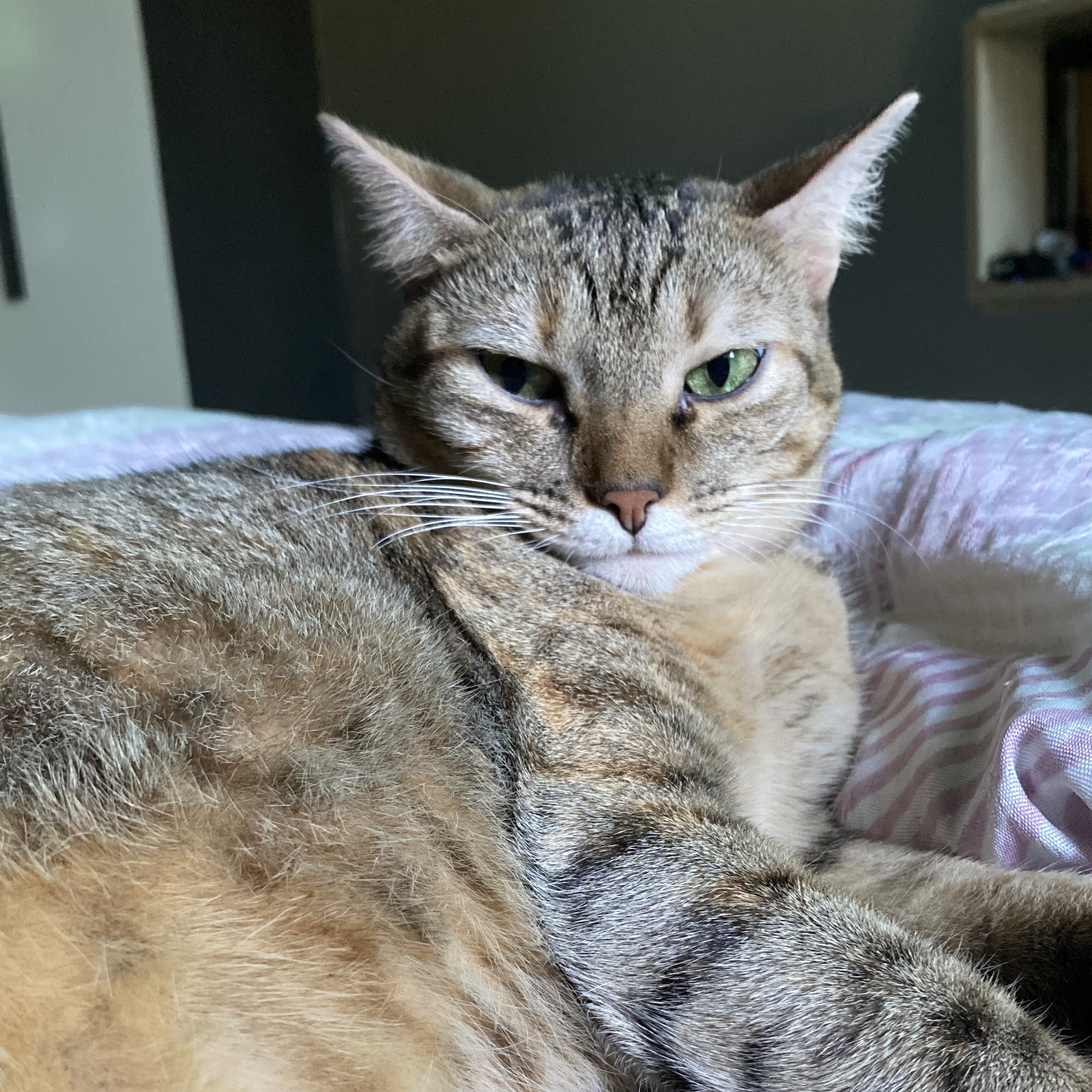 Jade ( gatita)  Lorrayne do Carmo 