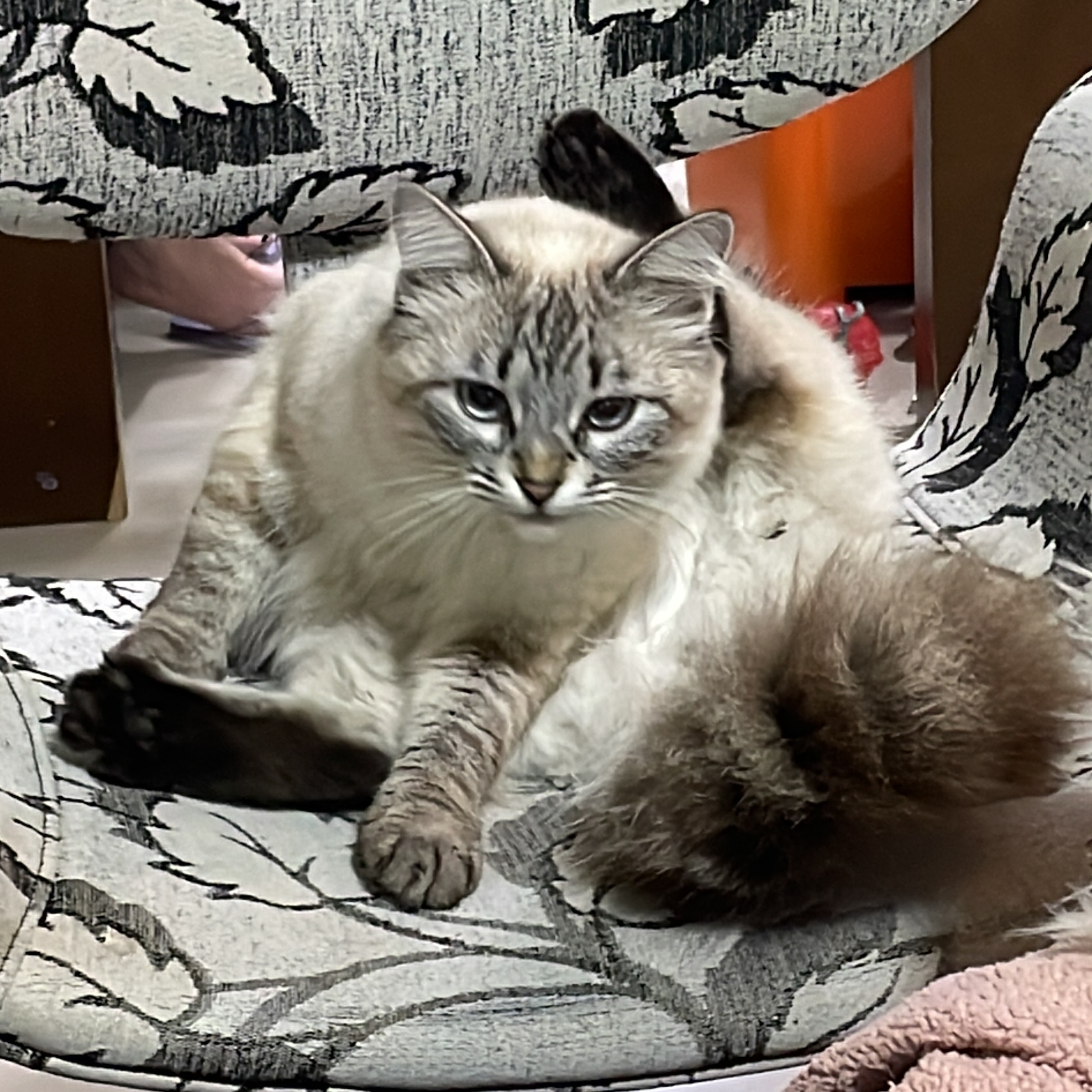 Artemis Kichel Stuani Capelin Georgia Stuani