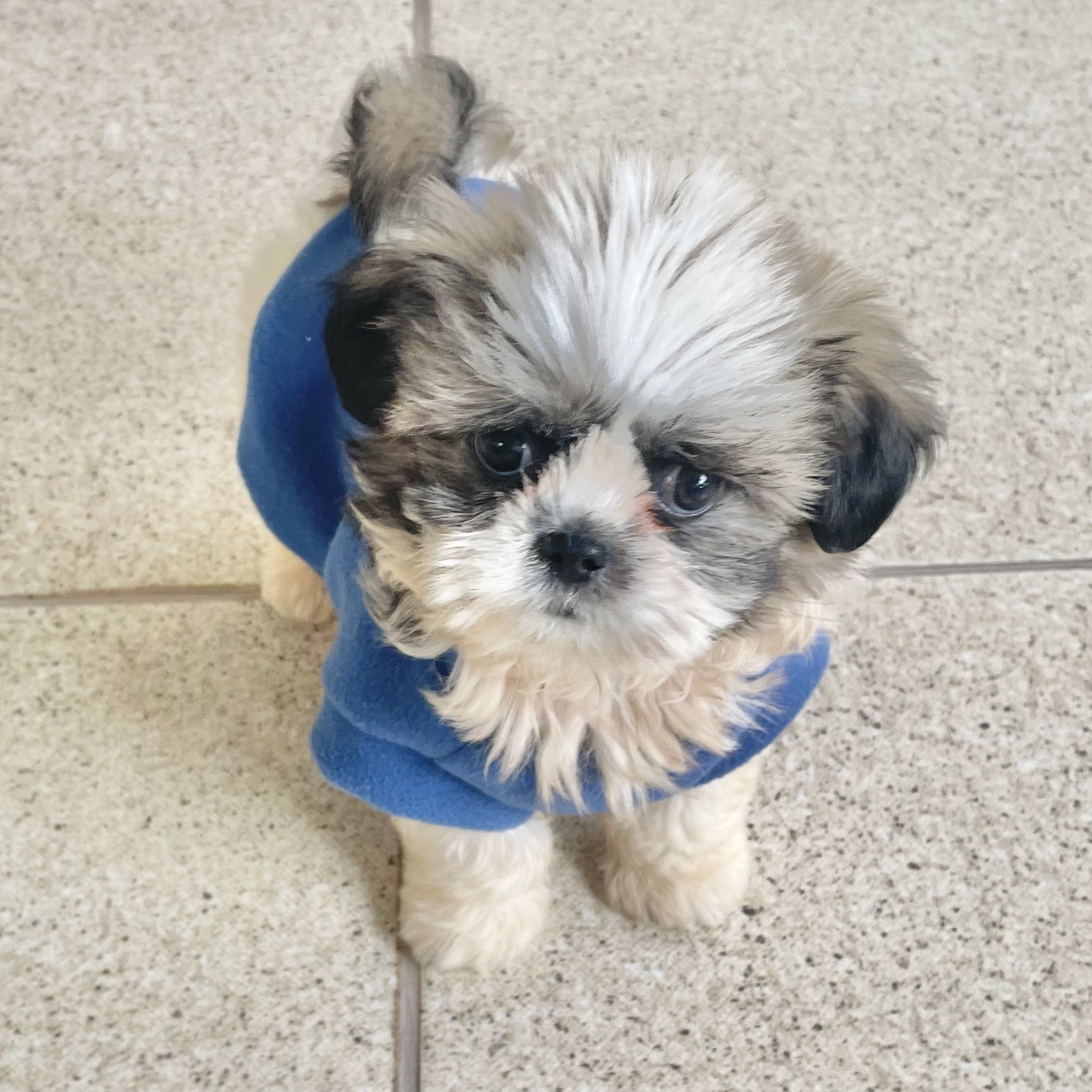 Snoopy Isabel C. Silva
